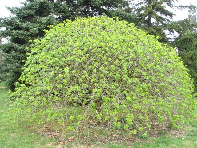 Aesculus californica jeune feuille